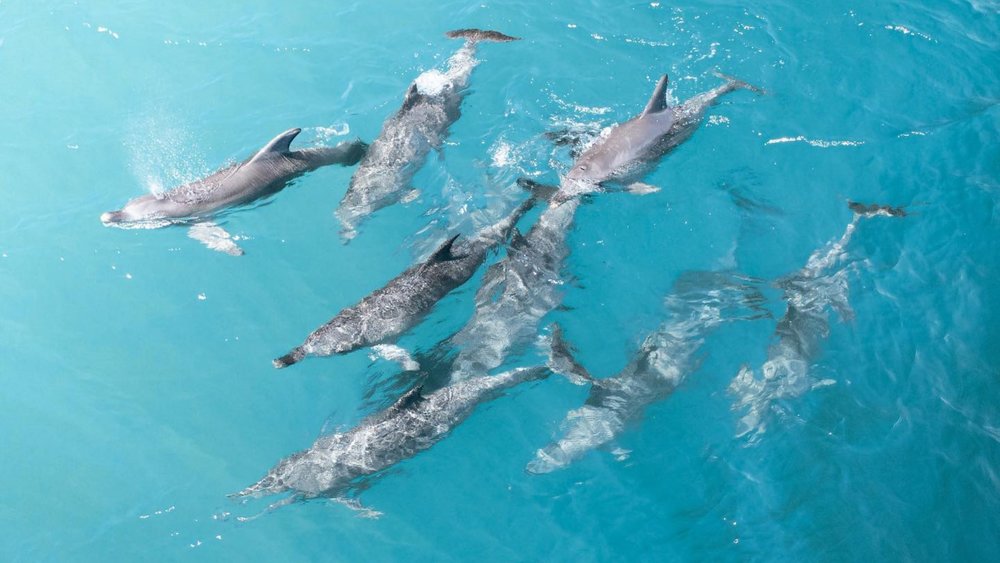 Spot pods of lively dolphins on your cruise. Image credit: @imagesbyjuz