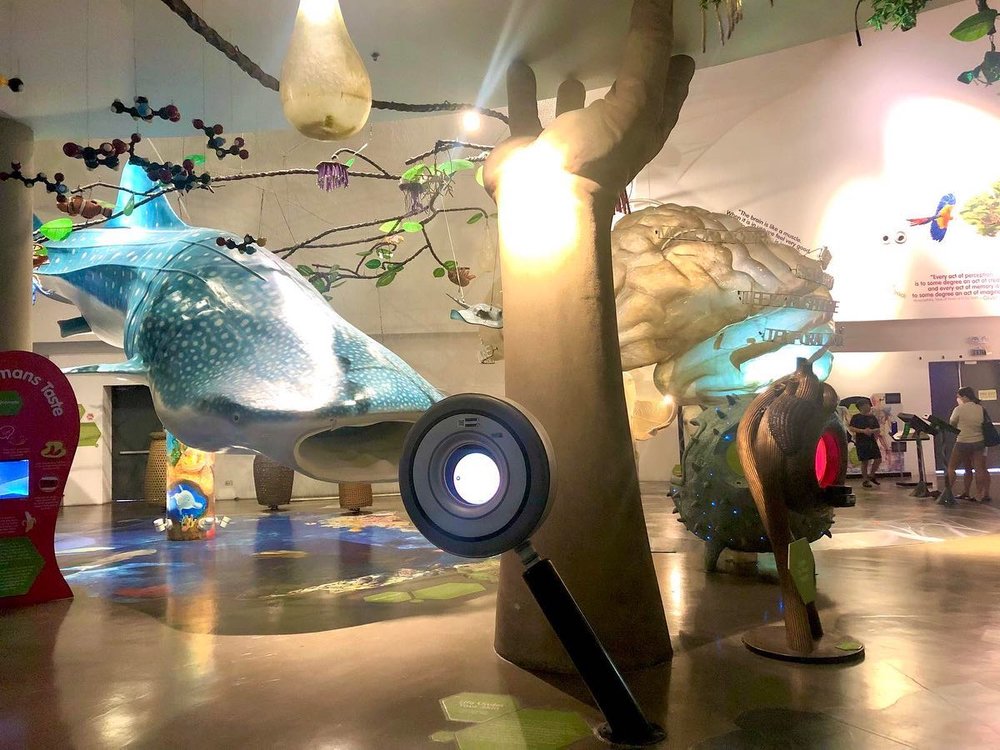 Replica of Fish and brain