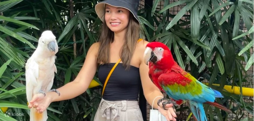 Girl with two parrot