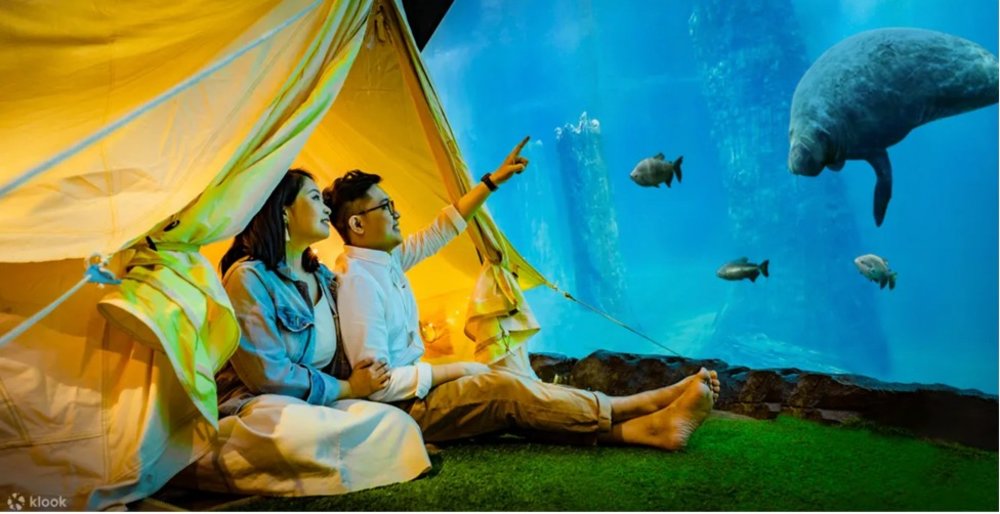Couple watching sea lions and fish while glamping