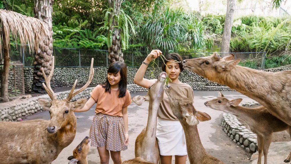 Meet your favorite animals at Bali Zoo!