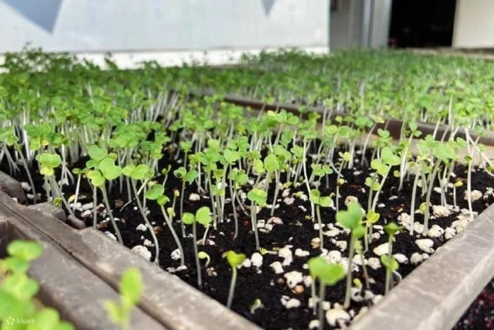 Trải Nghiệm Làm Nông Và Khám Phá Ngày Trồng Trọt