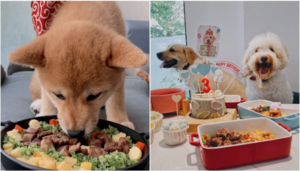 台中寵物餐廳：踏踏地球