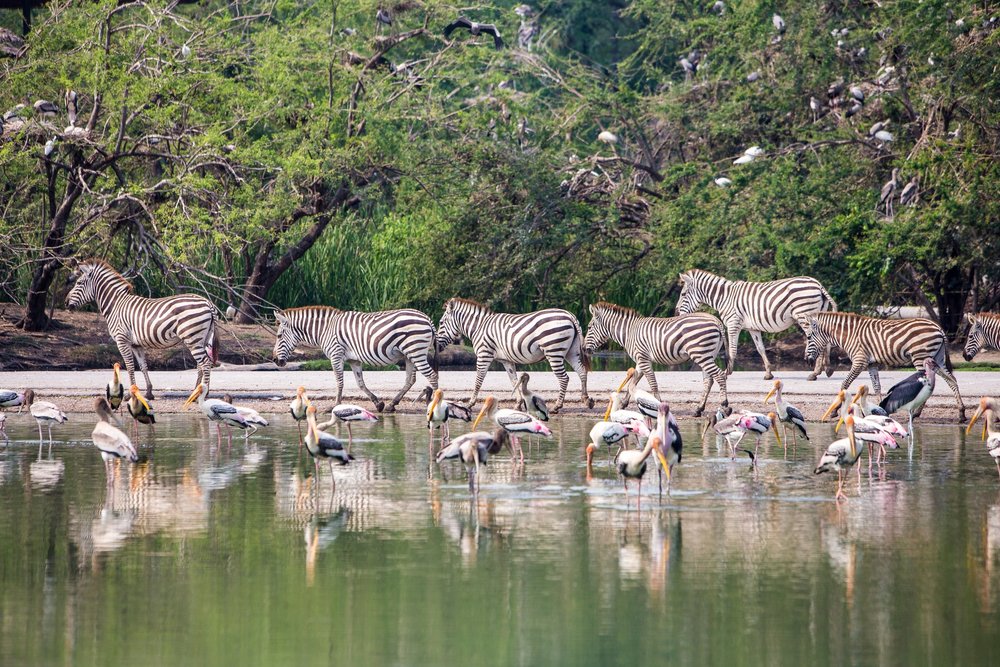 Zebre Herd and group of birds in the water
