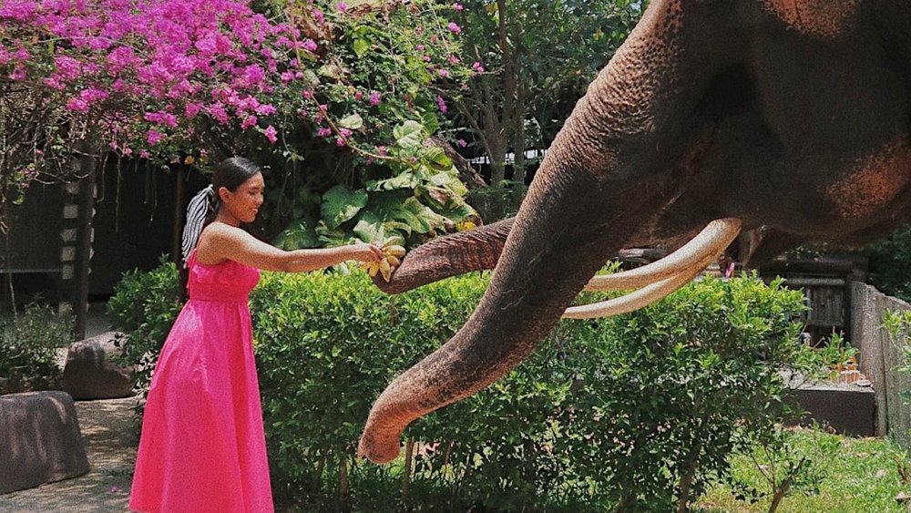 Meet adorable elephants when you visit this UNESCO World Heritage Site. Image credits: @ishanorsham on Instagram