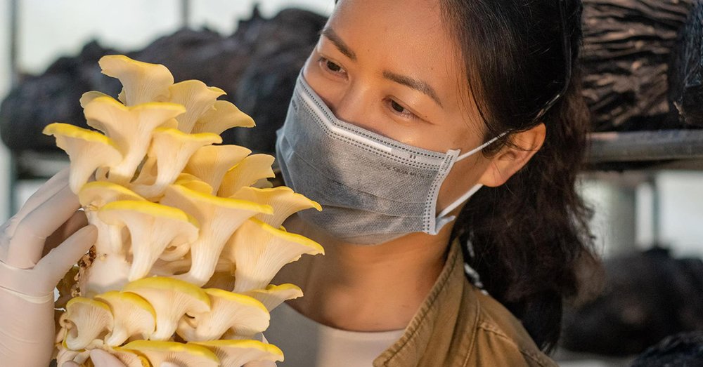 Khám Phá Trang Trại Nấm 