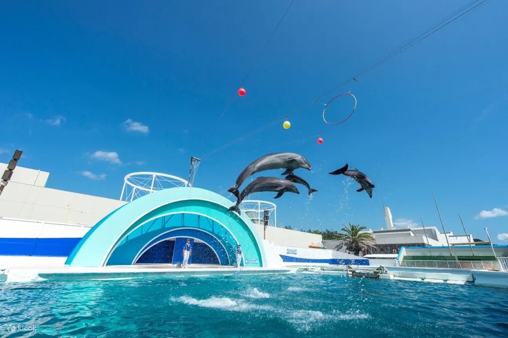 33911 鴨川シーワールド イルカショー