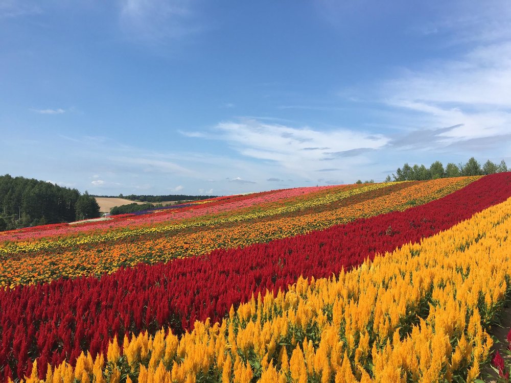 a flower field in Hokkaido