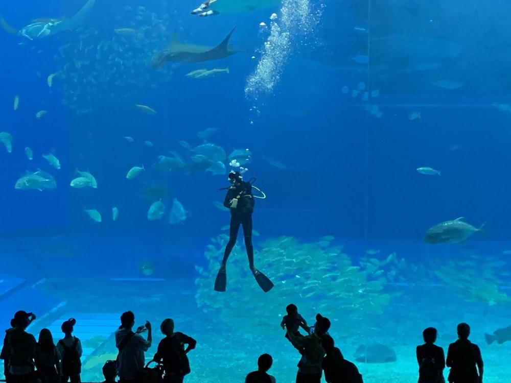 美ら海水族館の水槽