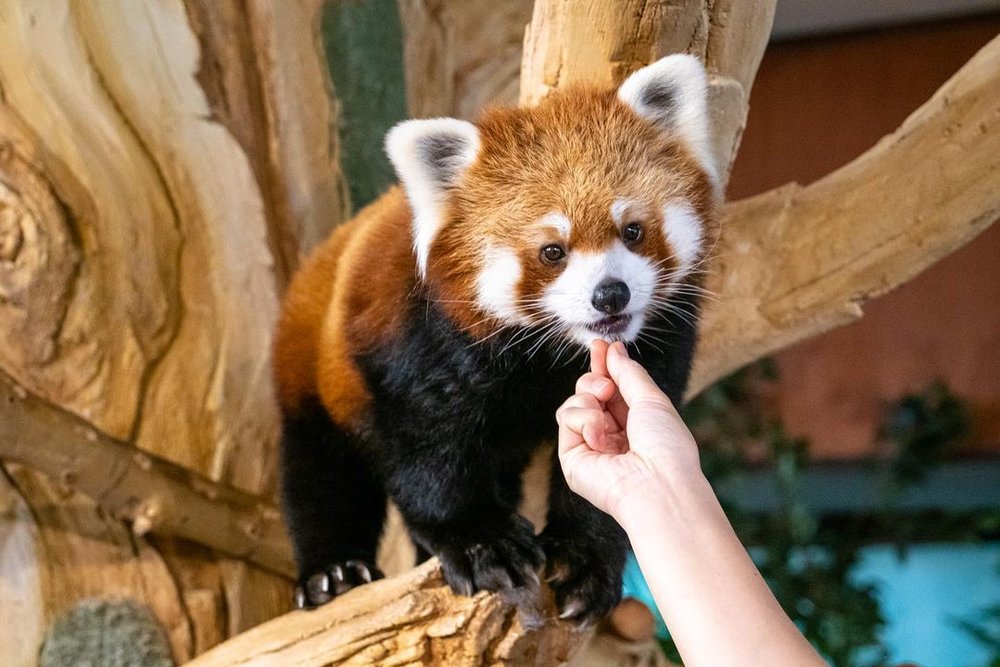 ネオパークオキナワ レッサーパンダ