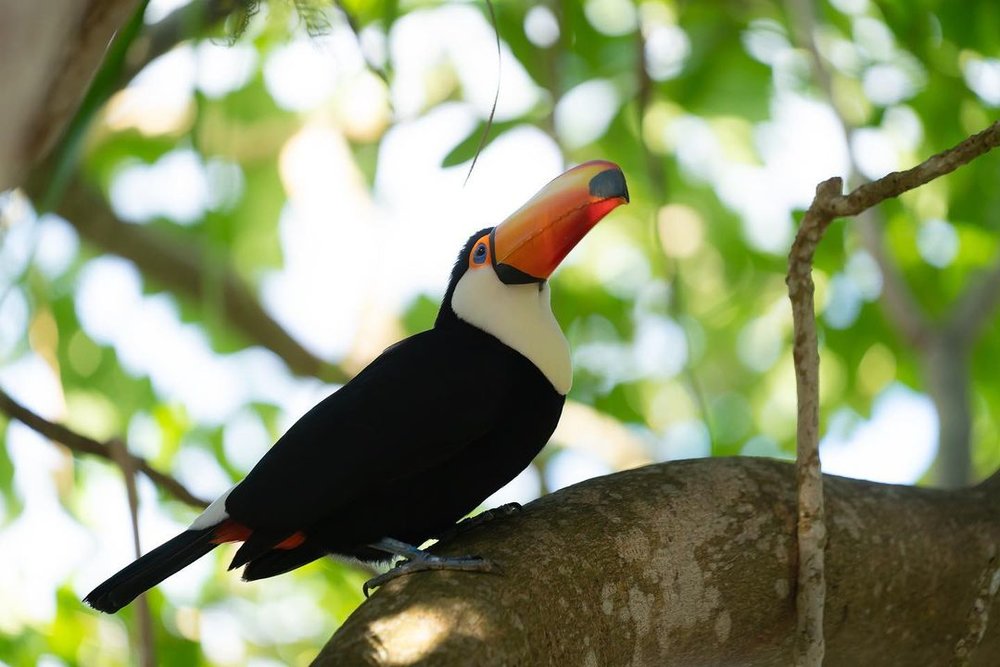 ネオパークオキナワの鳥