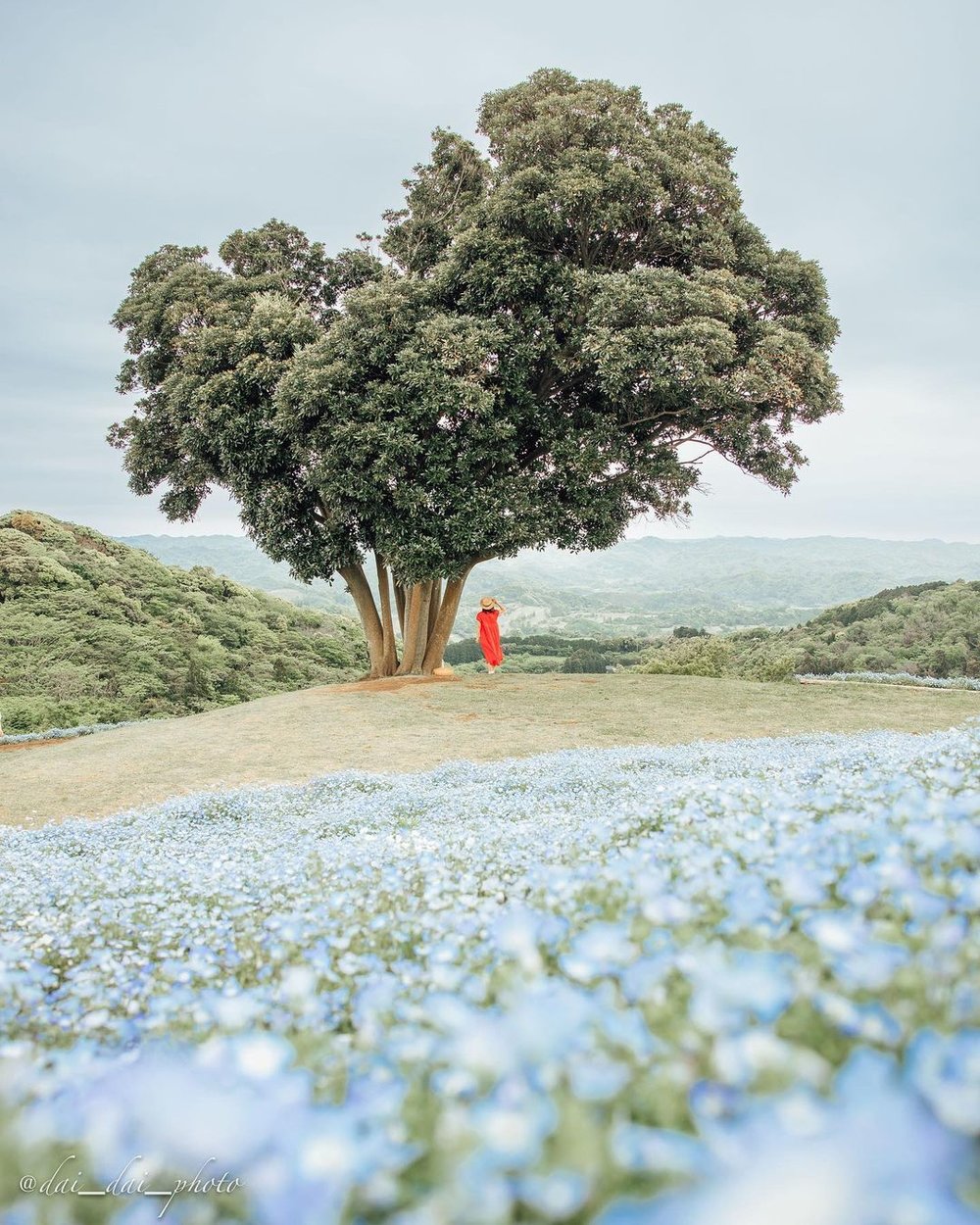 5621 マザー牧場のネモフィラ