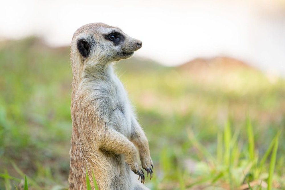 千葉市動物園 ミーヤキャット