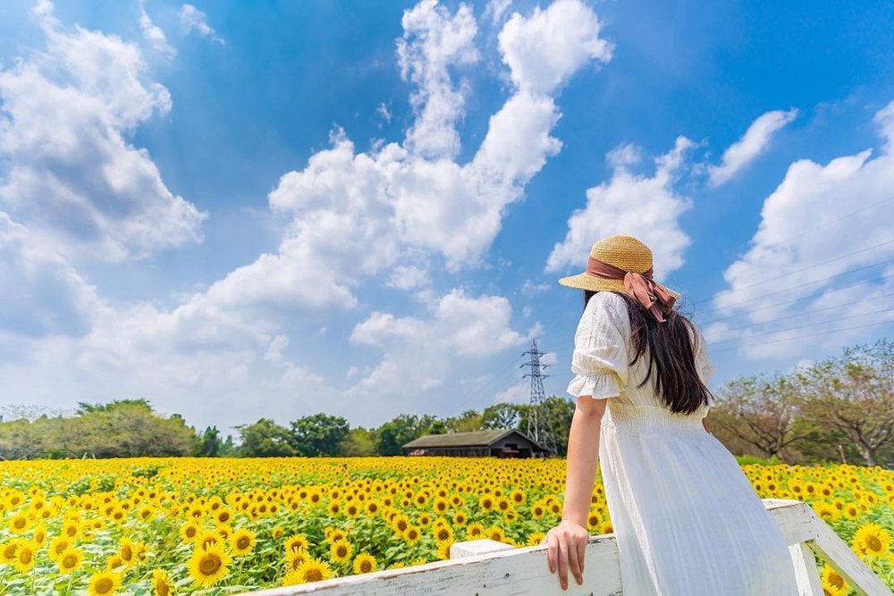 成田ゆめ牧場のひまわり
