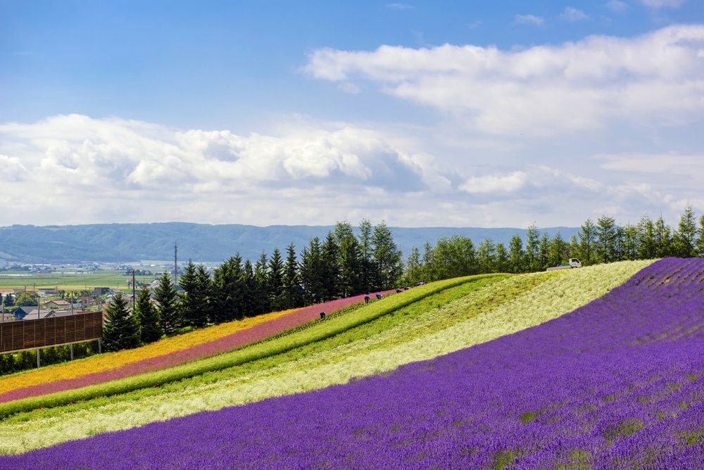 北海道 ファーム富田（富良野町）の花畑