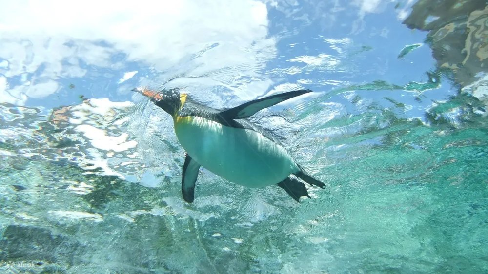 旭山動物園のペンギン