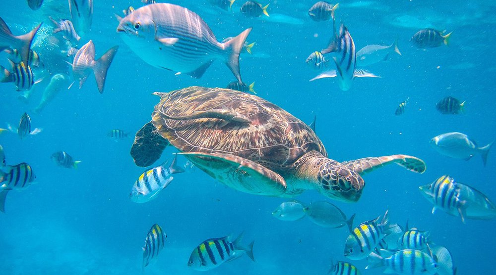 Turtle swimming with other fishes under the waters of Similan Islands