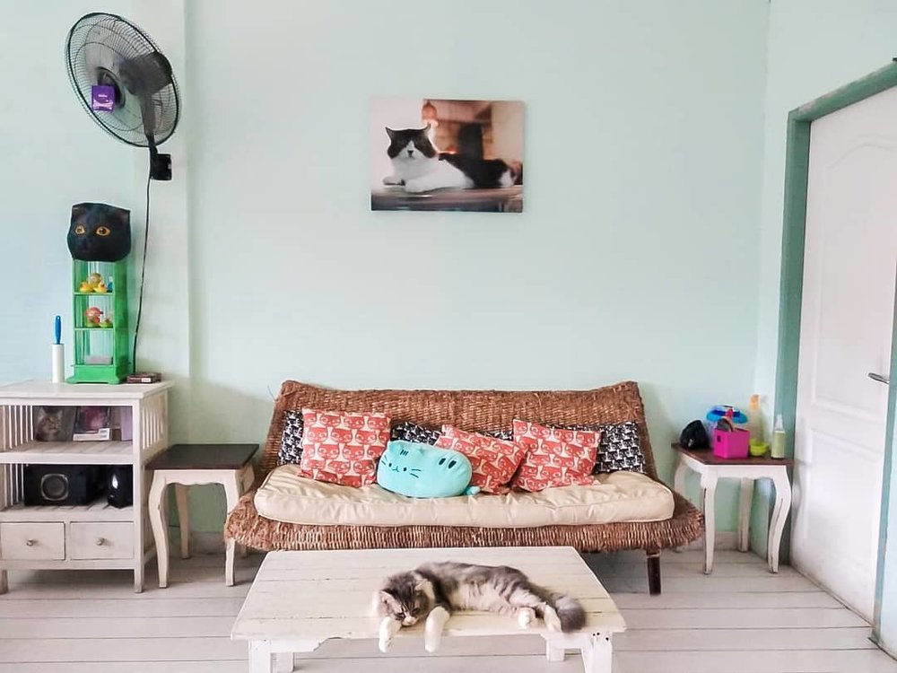 best cafes in bali cat cafe ubud