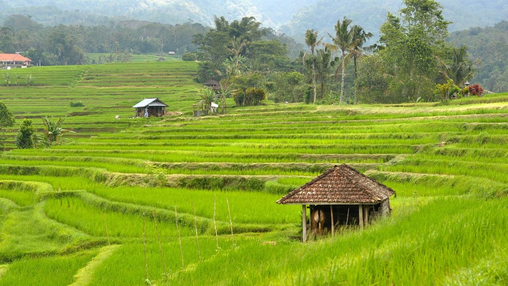 Both rice terraces use an irrigation system used as early as the 8th century.  Credits: Ilya Zoria on Unsplash