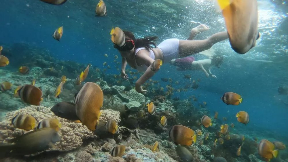Bali also offers plenty of amazing spots to go snorkelling, where the diverse sea life is vivid.  Credits: @snorkelingnusapenida on Instagram