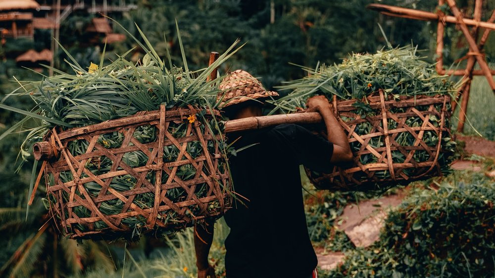 Harvest season in Bali is from October to November.  Credits: Radoslav Bali on Unsplash