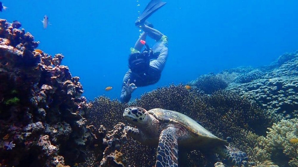 It’s not just corals and fish! You’ll spot turtles too under the sea. Credit: westbaliexplorer