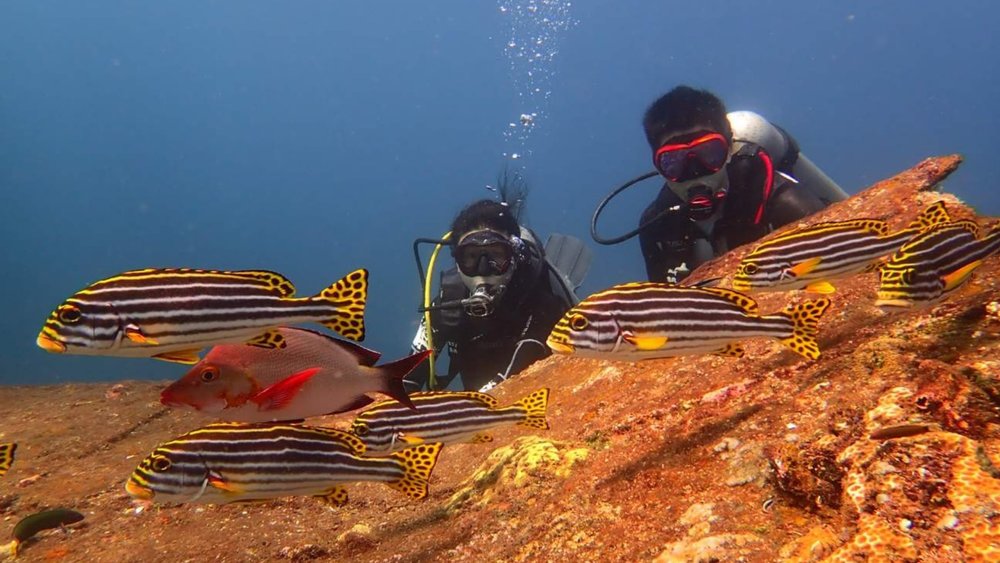 You don’t need to be an expert diver to join in on the fun!