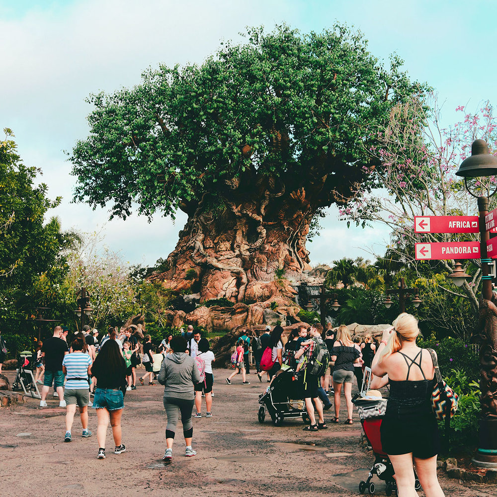 Disney’s Animal Kingdom Tree of Life