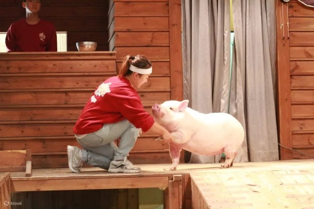 ทัวร์พิพิธภัณฑ์หมูสุดน่ารัก แล้วชมเทศกาลไฟ OOOZOOO Illumination โดย Wonder Trip