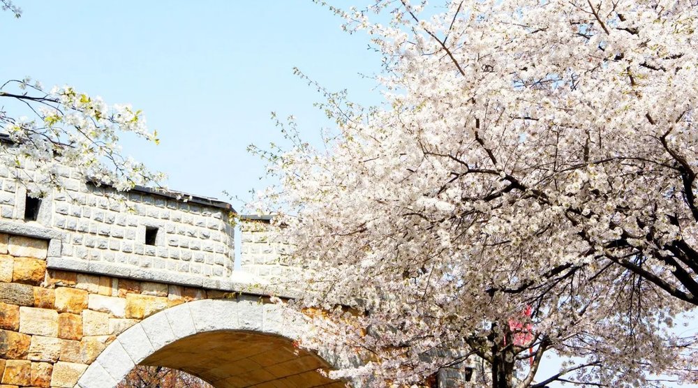 ชมซากุระบานสะพรั่ง เดินเพลินๆ ในตลาดซูวอนฮวาซอง แล้วไปขึ้นบอลลูนกับ Wonder trip