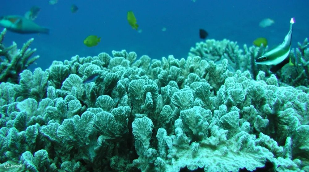 1555 水中観光船オルカ号から見える景色