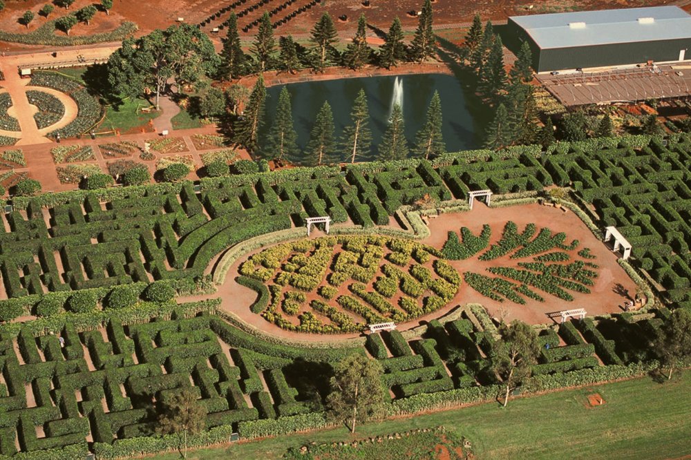 Top view of the Dole Plantation