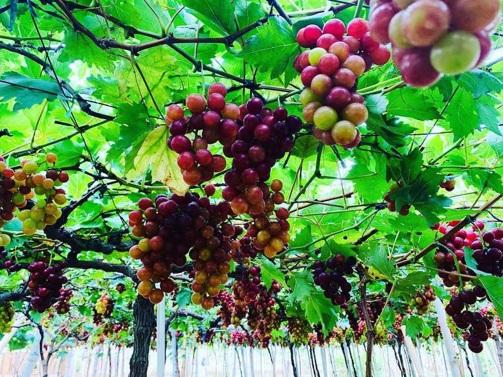 Grapes in vineyard