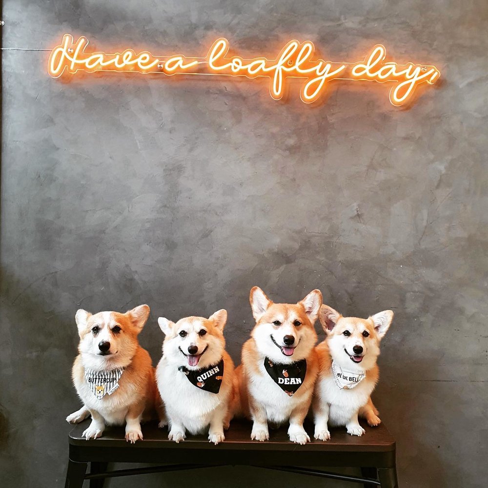 4 Corgi in the bench