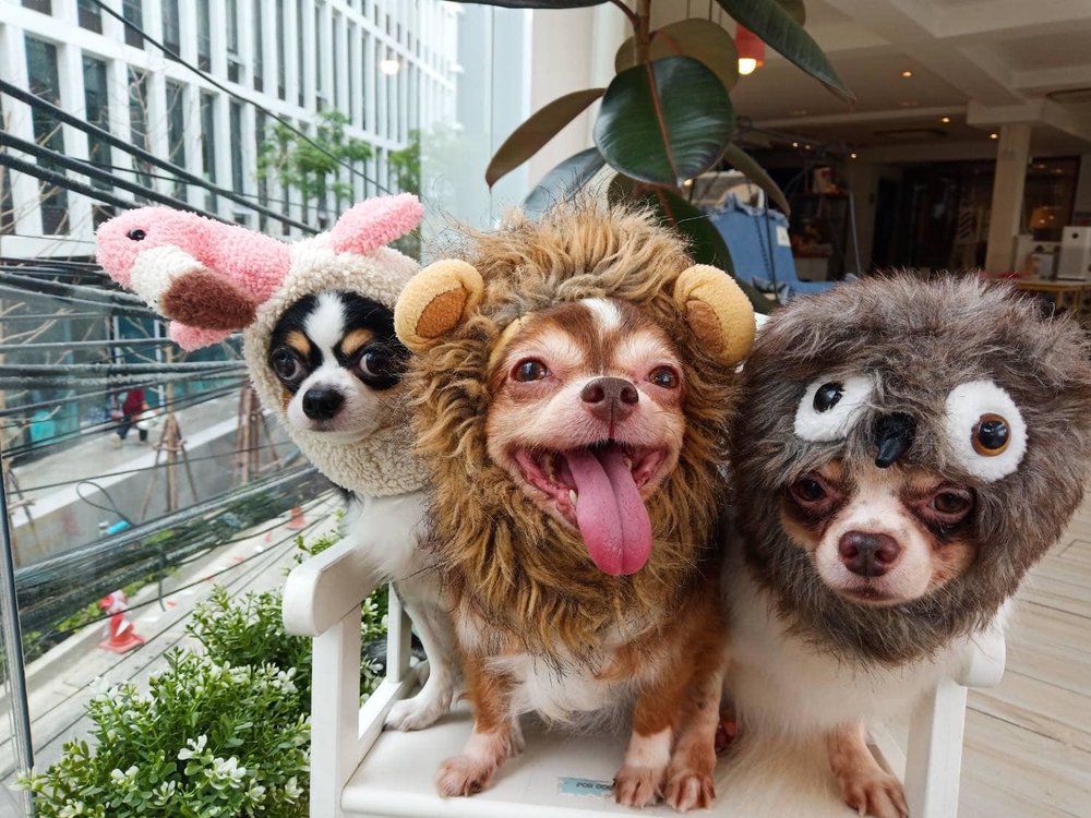 3 dogs with costumes smiling in the camera