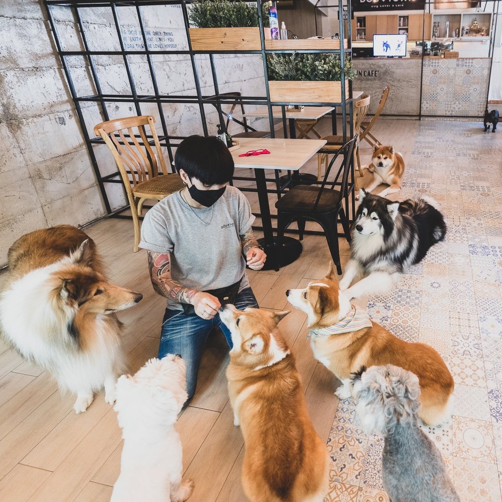 Man giving dog treats