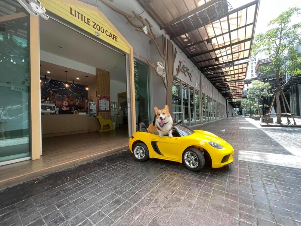 Corgi riding in a mini car