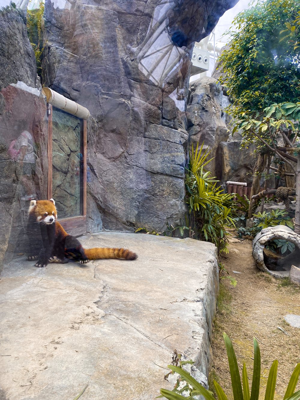 香港海洋公園 必玩設施 大熊貓之旅 亞洲動物天地 海濱樂園