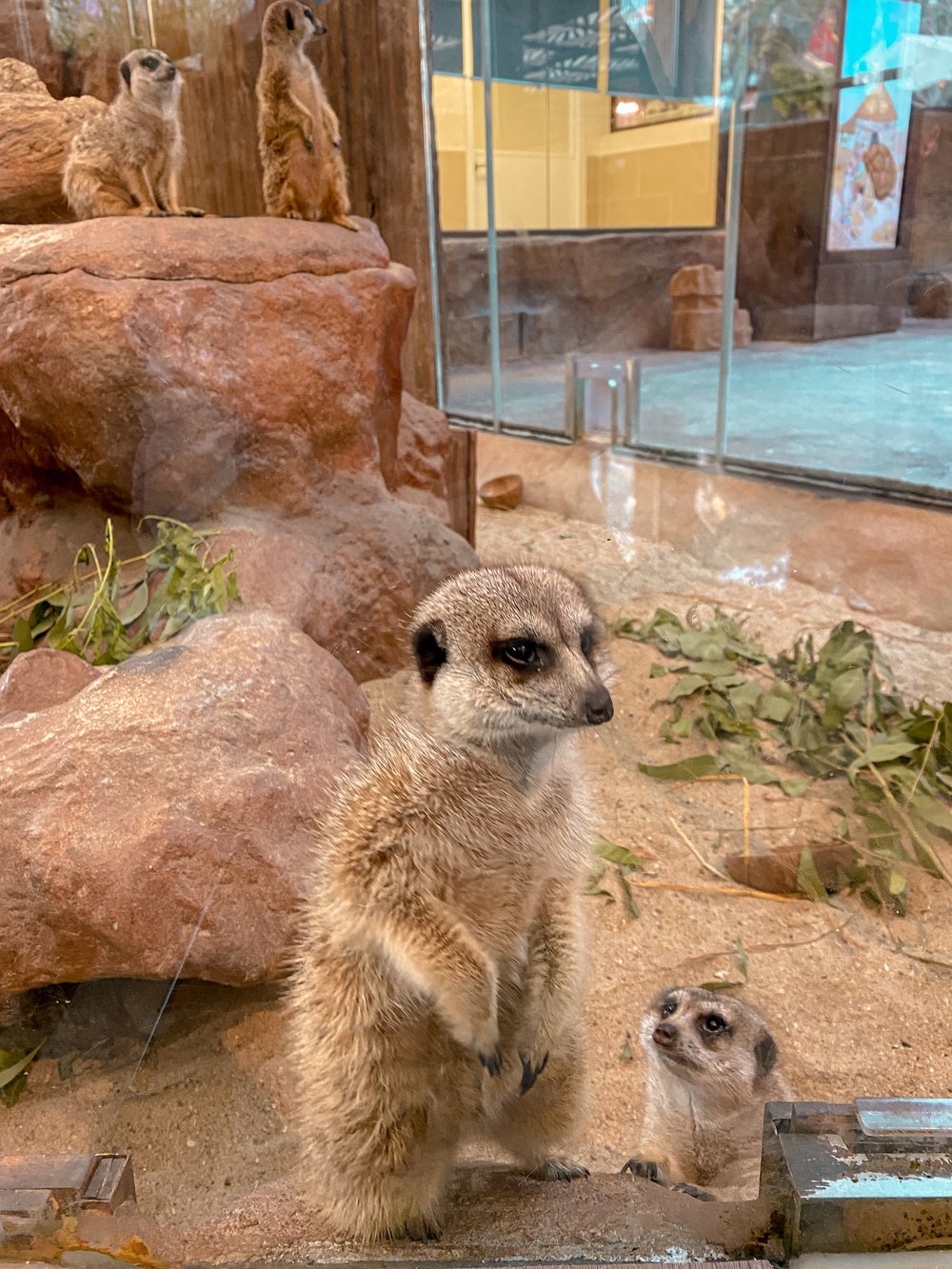 香港海洋公園 必玩設施 小狐獴 與大象龜之旅 威威天地 海濱樂園 ocean park