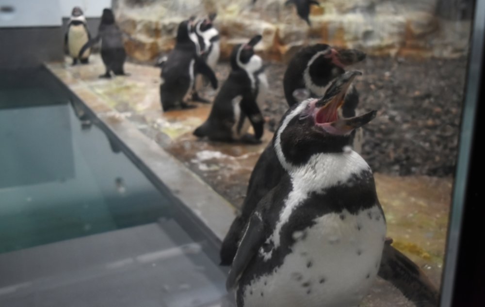 旭山動物園 ペンギン もぐもぐタイム Asahiyama Zoo Penguins eating