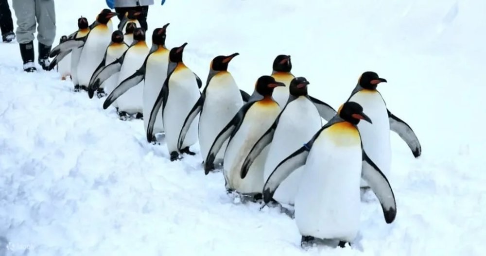 旭山動物園 ペンギン散歩道 Asahiyama Zoo Penguins Walking