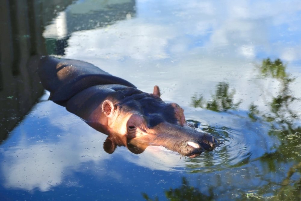 旭山動物園  カバ Asahiyama Zoo Hippopotamus Swimming
