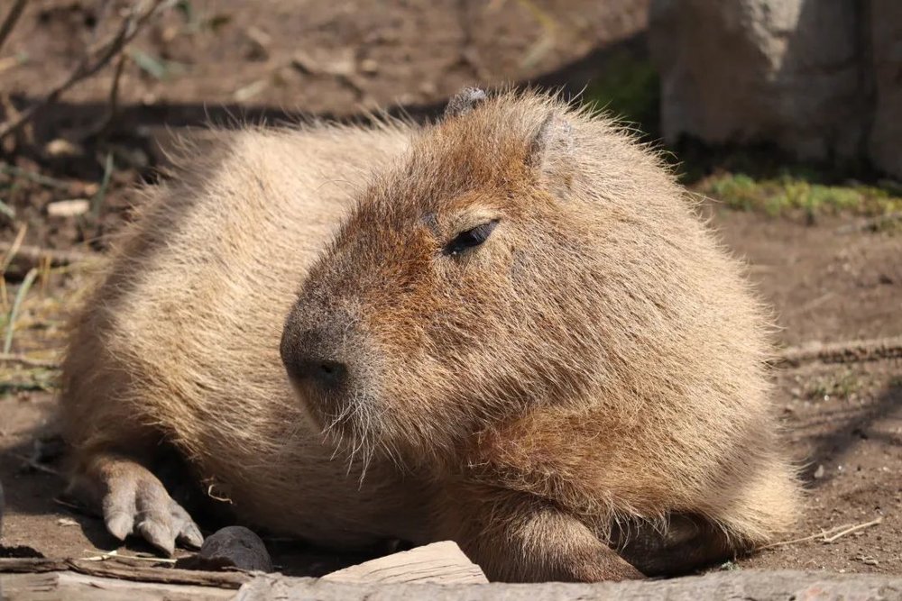 旭山動物園  カピバラ Asahiyama Zoo Capybara
