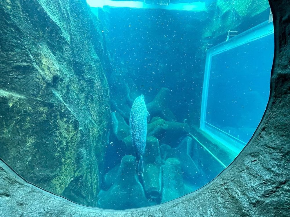 旭山動物園  アザラシ Asahiyama Zoo Seal