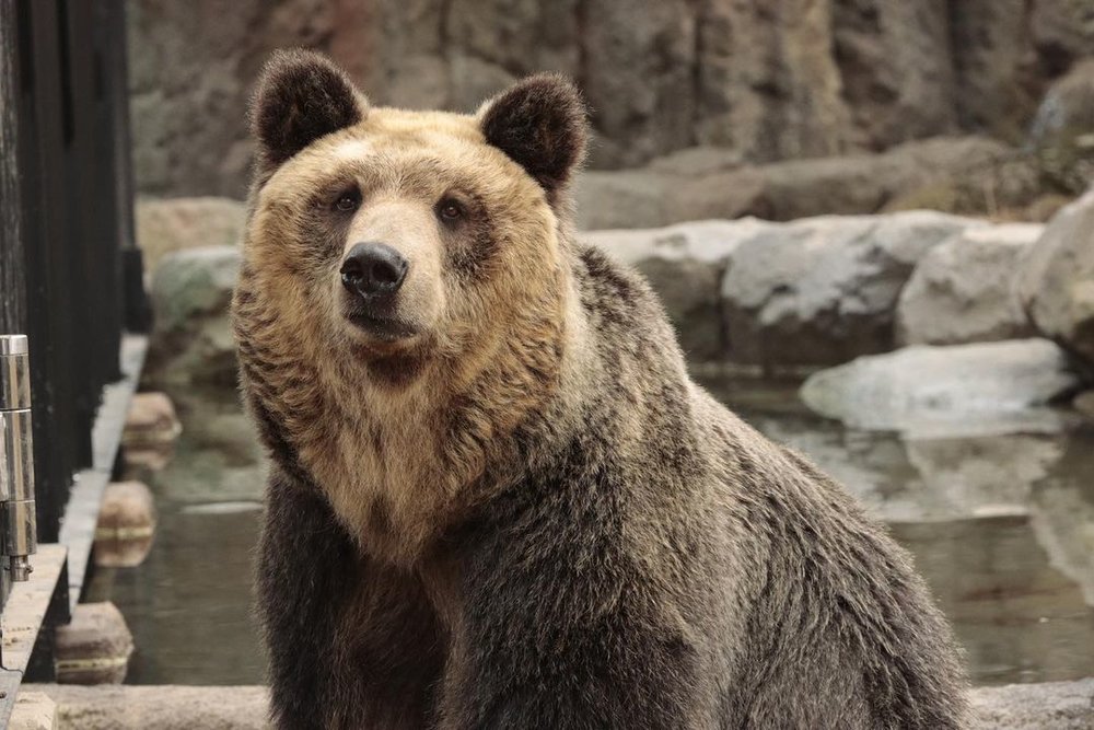旭山動物園  えぞひぐま館  Asahiyama Zoo Ussuri brown bear