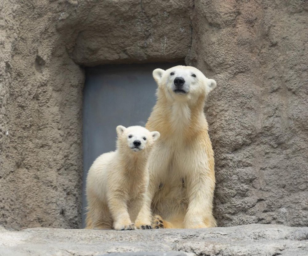 旭山動物園  シロクマ Asahiyama Zoo Polar Bear family
