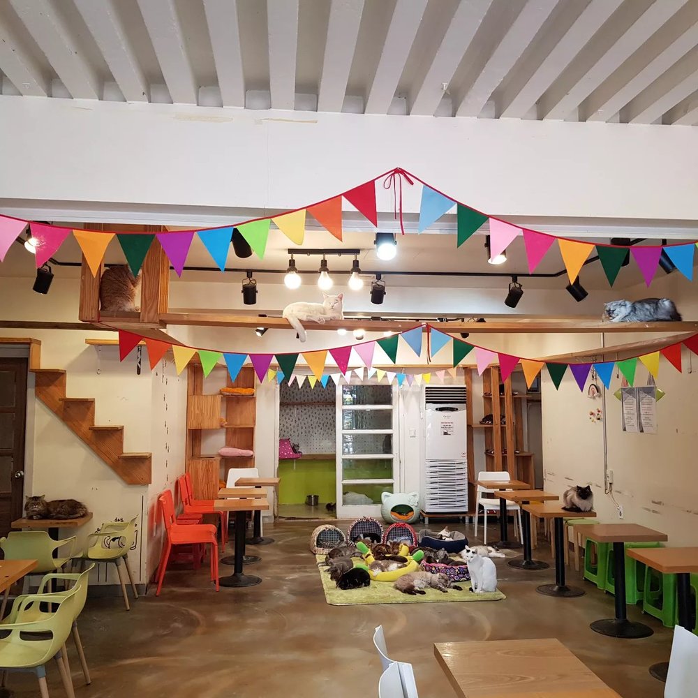 A cafe full of cat