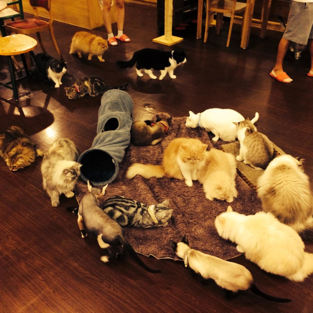 Cat playing in the carpet