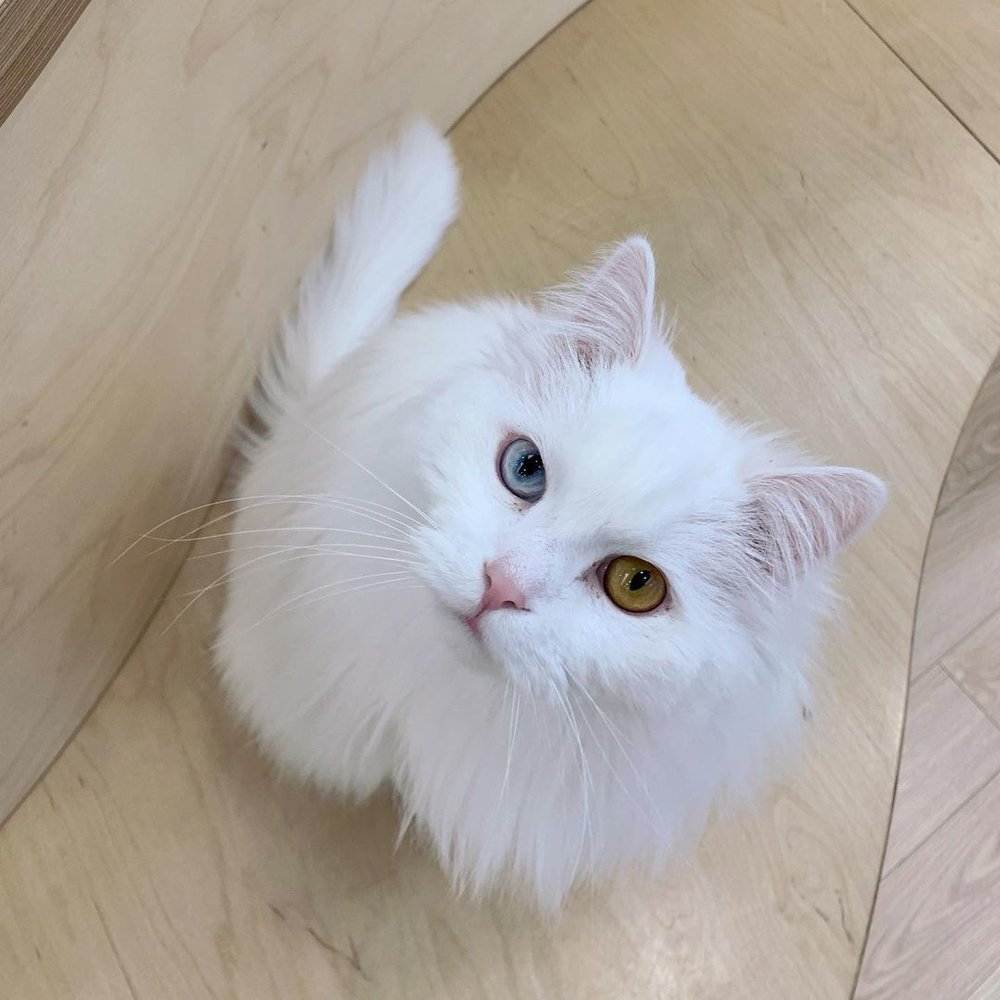 A white cat looking up