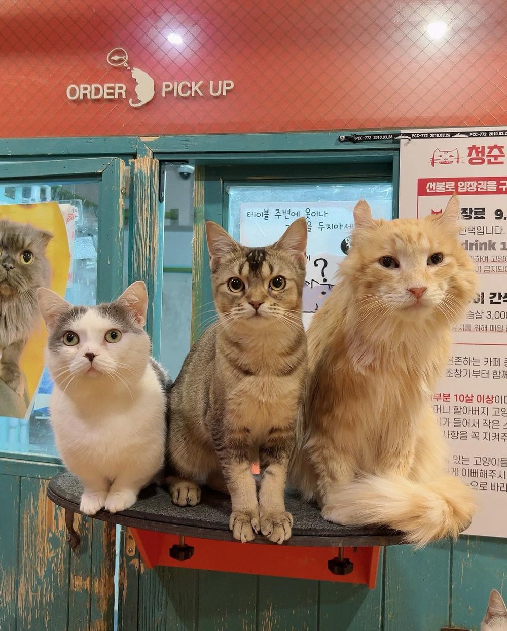 3 cute cats in looking in the camera